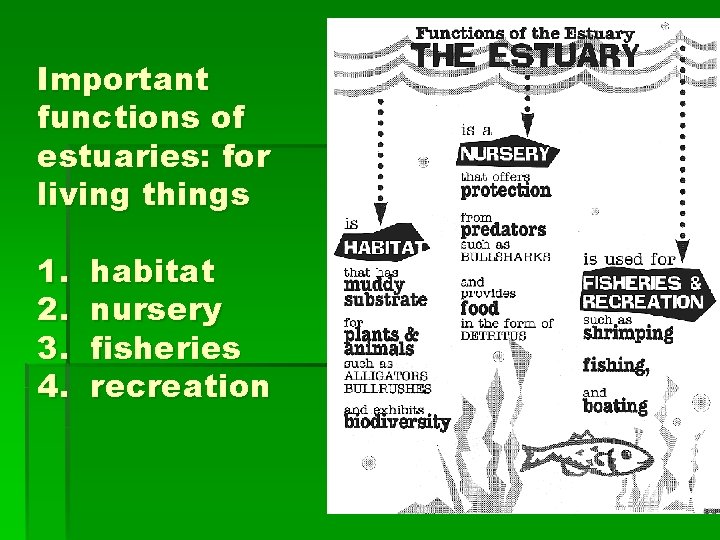 Important functions of estuaries: for living things 1. 2. 3. 4. habitat nursery fisheries