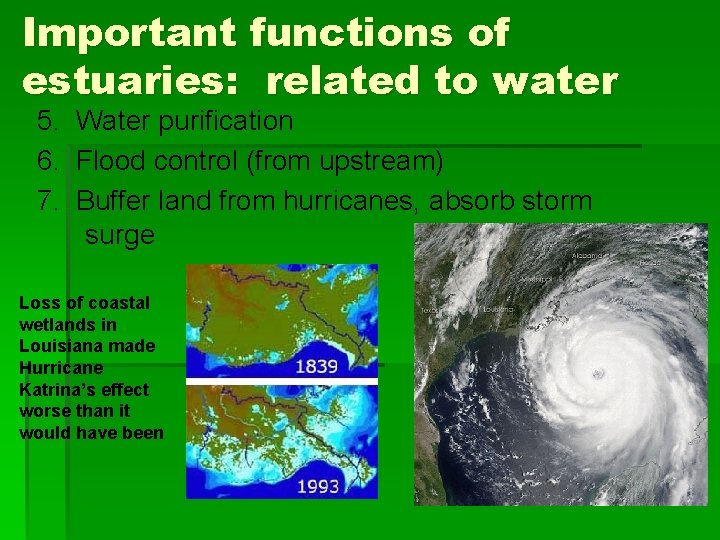 Important functions of estuaries: related to water 5. Water purification 6. Flood control (from