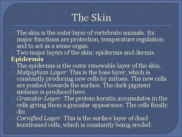 The Skin The skin is the outer layer of vertebrate animals. Its major functions