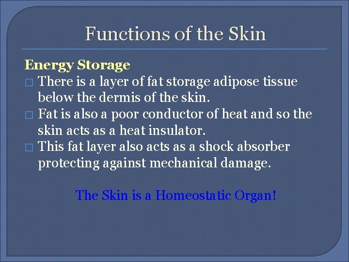 Functions of the Skin Energy Storage � There is a layer of fat storage