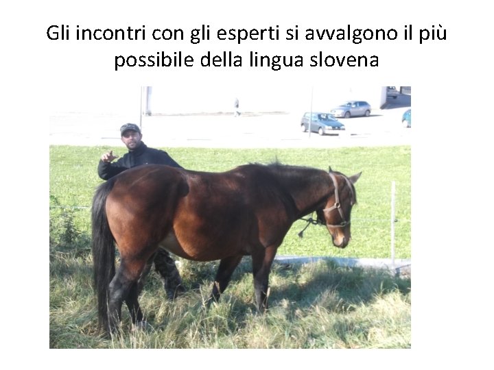 Gli incontri con gli esperti si avvalgono il più possibile della lingua slovena 