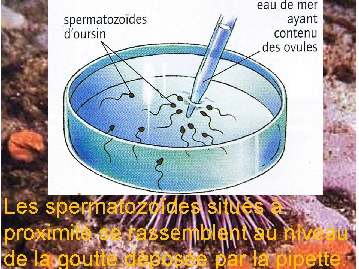 Les spermatozoïdes situés à proximité se rassemblent au niveau de la goutte déposée par