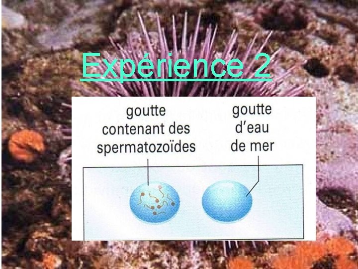 Expérience 2 