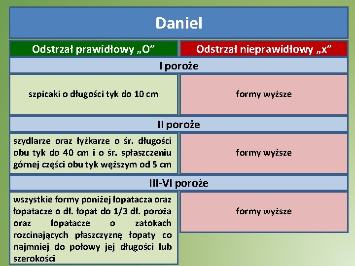 Daniel Odstrzał prawidłowy „O” Odstrzał nieprawidłowy „x” I poroże szpicaki o długości tyk do Daniel Odstrzał prawidłowy „O” Odstrzał nieprawidłowy „x” I poroże szpicaki o długości tyk do