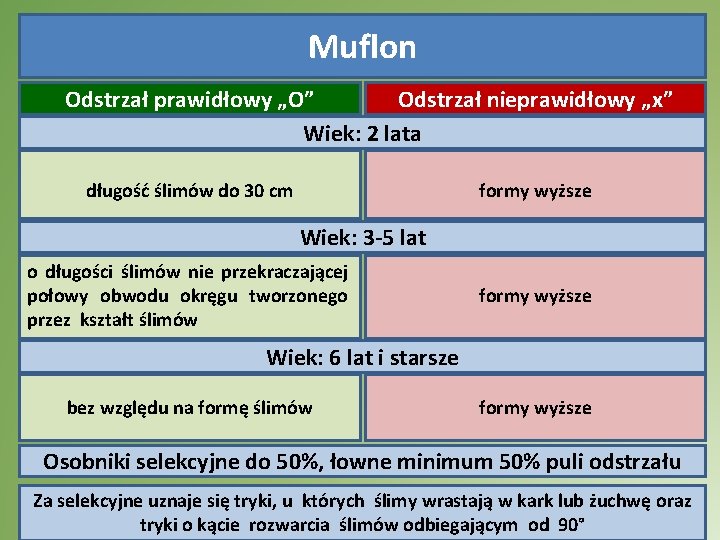 Muflon Odstrzał prawidłowy „O” Odstrzał nieprawidłowy „x” Wiek: 2 lata długość ślimów do 30 Muflon Odstrzał prawidłowy „O” Odstrzał nieprawidłowy „x” Wiek: 2 lata długość ślimów do 30