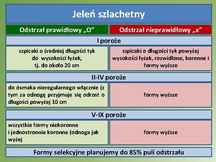 Jeleń szlachetny Odstrzał prawidłowy „O” Odstrzał nieprawidłowy „x” I poroże szpicaki o średniej długości Jeleń szlachetny Odstrzał prawidłowy „O” Odstrzał nieprawidłowy „x” I poroże szpicaki o średniej długości