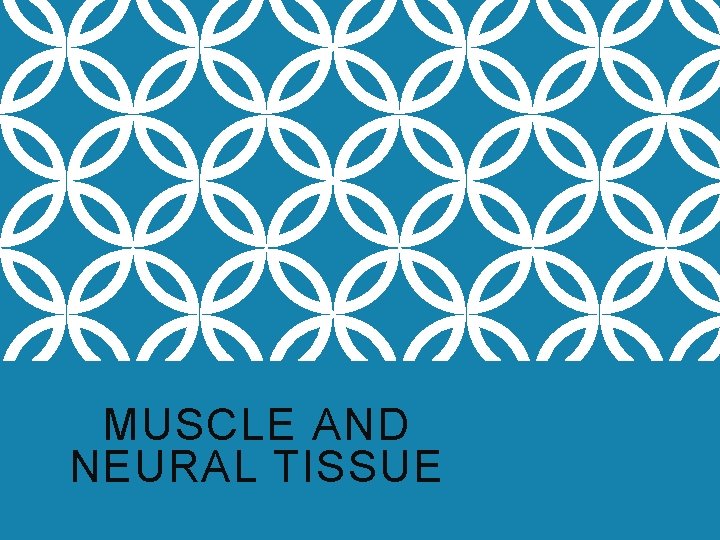 MUSCLE AND NEURAL TISSUE 