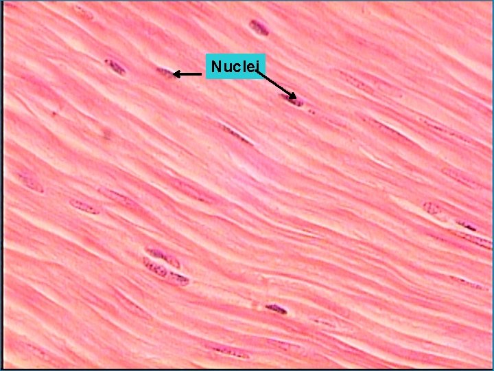 Nuclei 