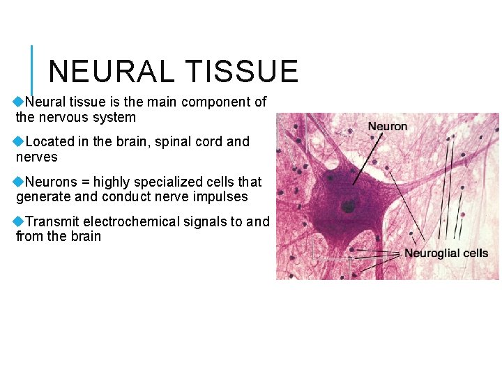 NEURAL TISSUE u. Neural tissue is the main component of the nervous system u.