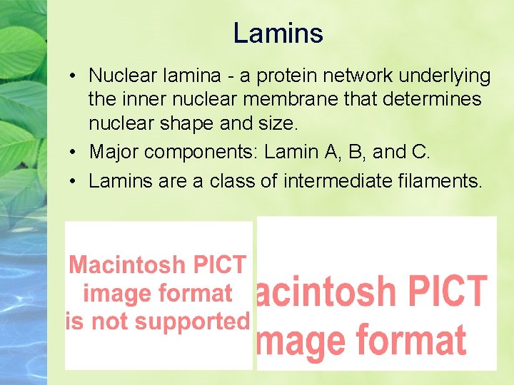 Lamins • Nuclear lamina - a protein network underlying the inner nuclear membrane that