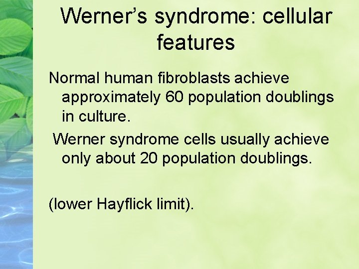 Werner’s syndrome: cellular features Normal human fibroblasts achieve approximately 60 population doublings in culture.