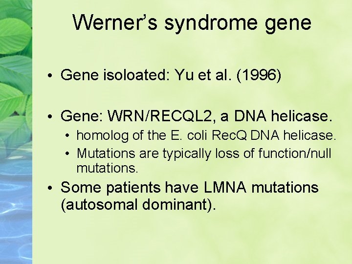 Werner’s syndrome gene • Gene isoloated: Yu et al. (1996) • Gene: WRN/RECQL 2,