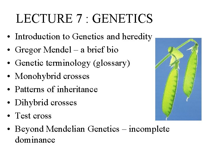 LECTURE 7 : GENETICS • • Introduction to Genetics and heredity Gregor Mendel –