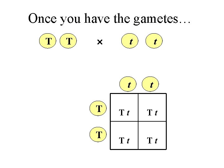 Once you have the gametes… T T t t Tt Tt 