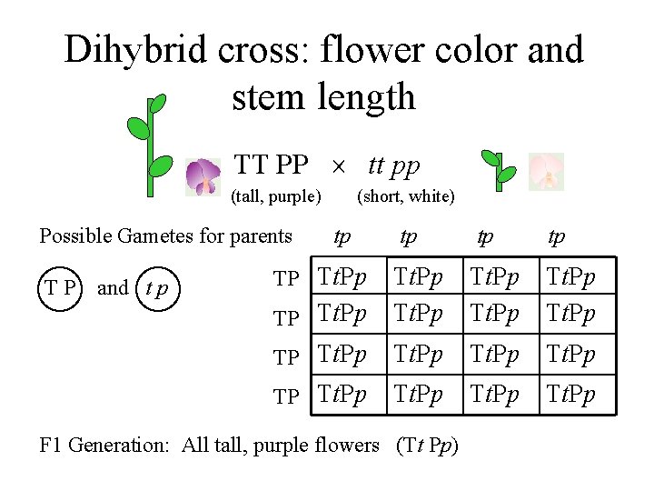 Dihybrid cross: flower color and stem length TT PP tt pp (tall, purple) Possible