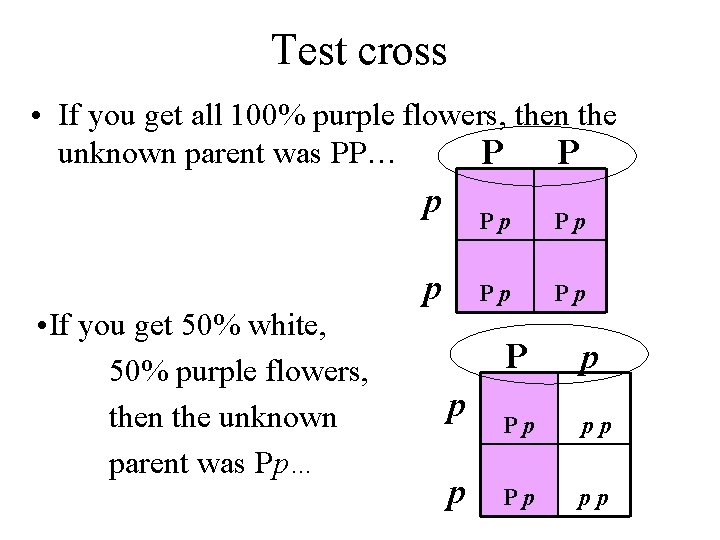 Test cross • If you get all 100% purple flowers, then the unknown parent