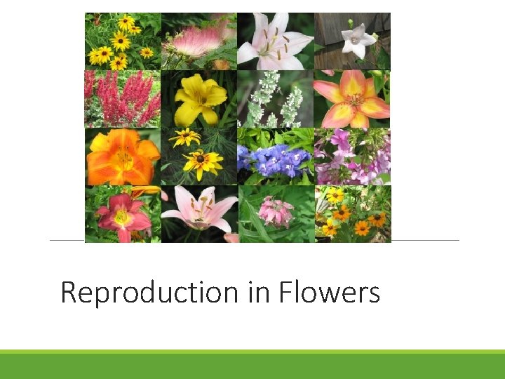 Reproduction in Flowers 