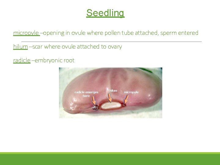 Seedling micropyle –opening in ovule where pollen tube attached, sperm entered hilum –scar where