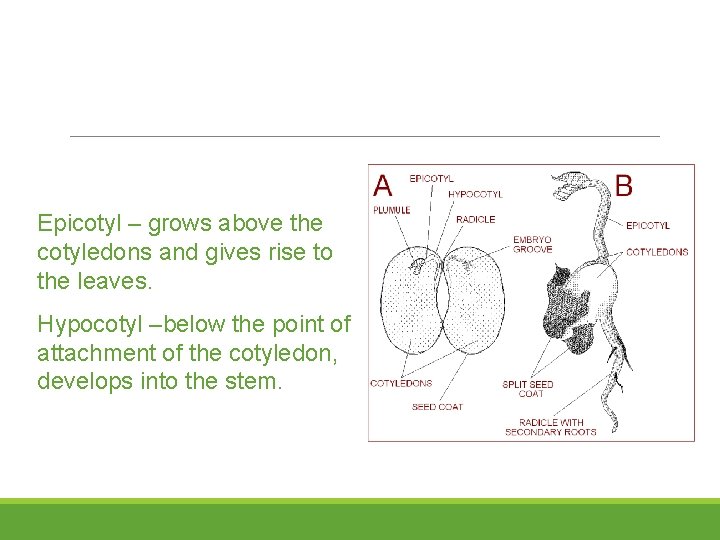 Epicotyl – grows above the cotyledons and gives rise to the leaves. Hypocotyl –below
