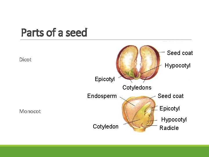 Parts of a seed Seed coat Dicot Hypocotyl Epicotyl Cotyledons Endosperm Seed coat Epicotyl