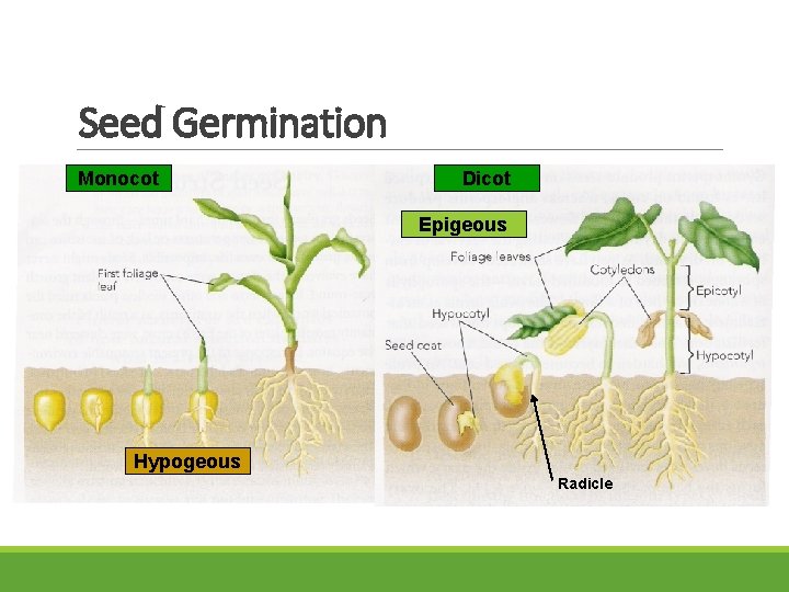 Seed Germination Monocot Dicot Epigeous Hypogeous Radicle 