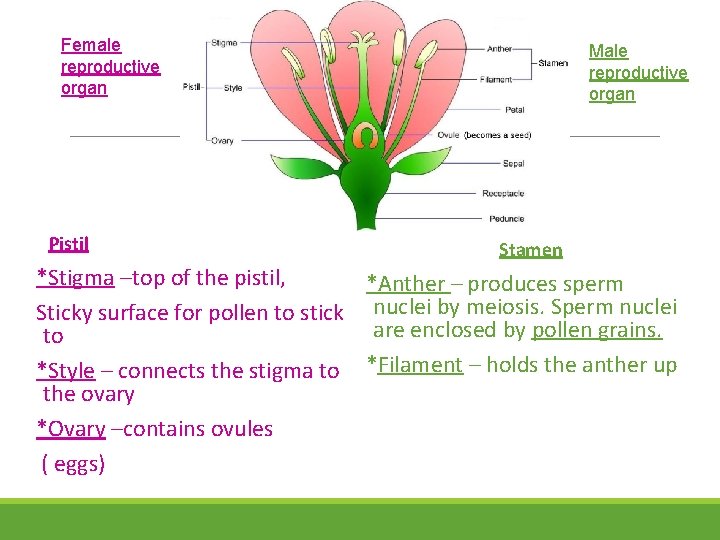 Female reproductive organ Pistil Male reproductive organ Stamen *Stigma –top of the pistil, *Anther