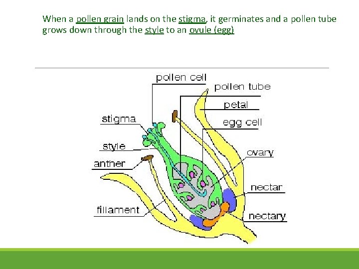 When a pollen grain lands on the stigma, it germinates and a pollen tube