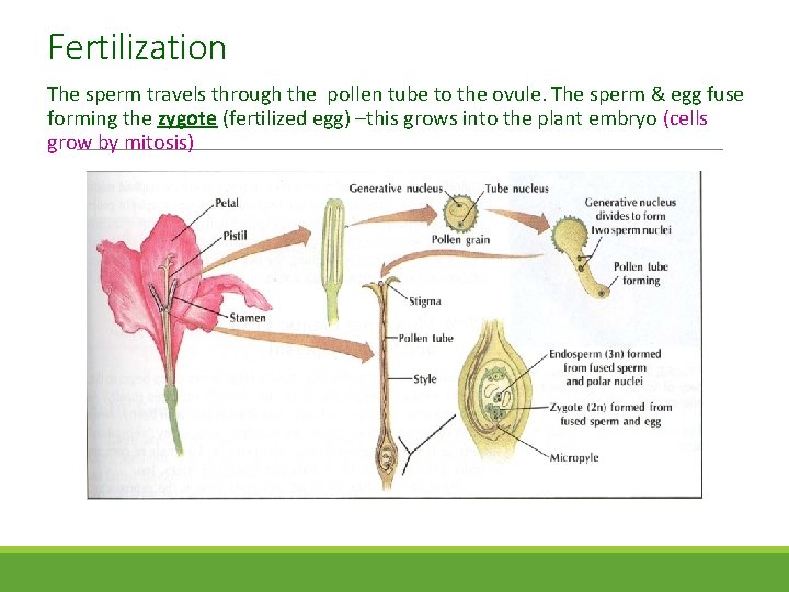 Fertilization The sperm travels through the pollen tube to the ovule. The sperm &