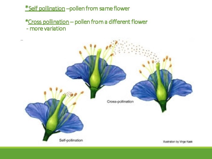 *Self pollination –pollen from same flower *Cross pollination – pollen from a different flower