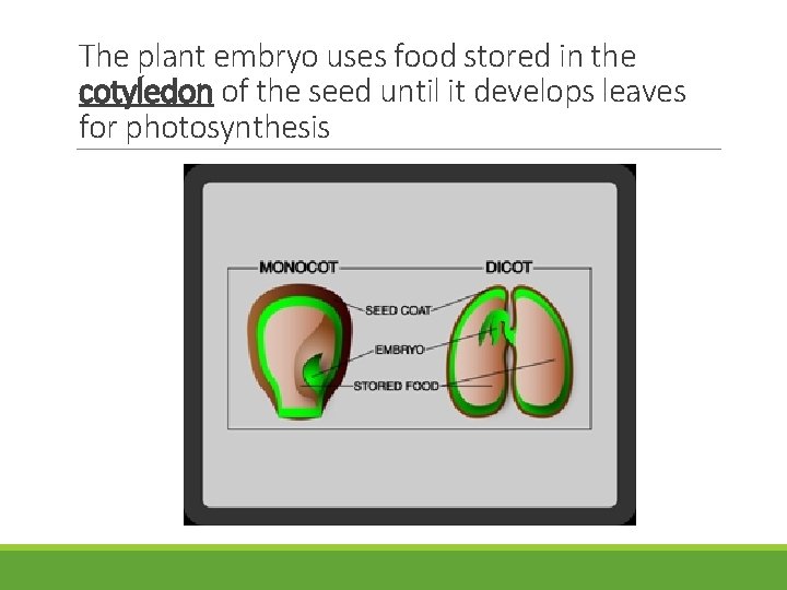 The plant embryo uses food stored in the cotyledon of the seed until it