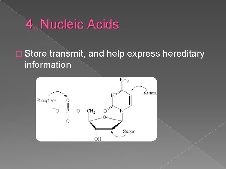 4. Nucleic Acids � Store transmit, and help express hereditary information 