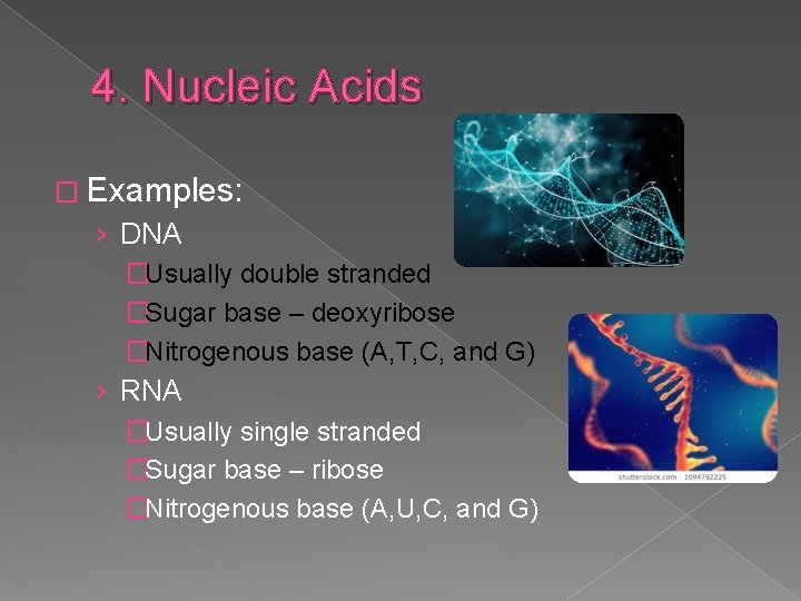 4. Nucleic Acids � Examples: › DNA �Usually double stranded �Sugar base – deoxyribose