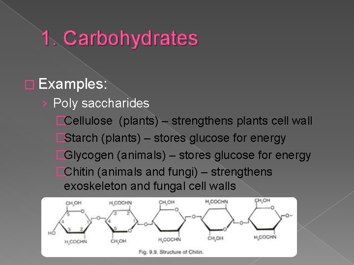 1. Carbohydrates � Examples: › Poly saccharides �Cellulose (plants) – strengthens plants cell wall