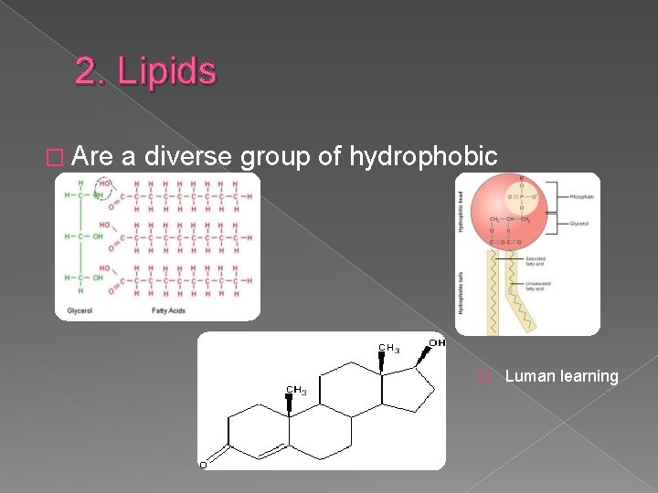 2. Lipids � Are a diverse group of hydrophobic molecules � Luman learning 