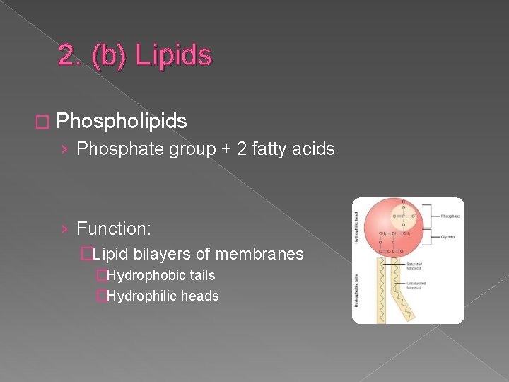 2. (b) Lipids � Phospholipids › Phosphate group + 2 fatty acids › Function: