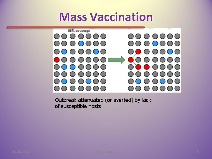 Mass Vaccination Outbreak attenuated (or averted) by lack of susceptible hosts 10/10/2011 Vaccinology. 25