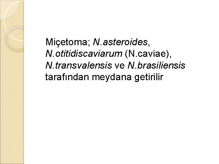 �Miçetoma; N. asteroides, N. otitidiscaviarum (N. caviae), N. transvalensis ve N. brasiliensis tarafından meydana