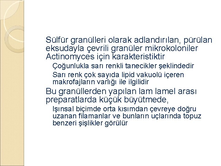 �Sülfür granülleri olarak adlandırılan, pürülan eksudayla çevrili granüler mikrokoloniler Actinomyces için karakteristiktir ◦ Çoğunlukla