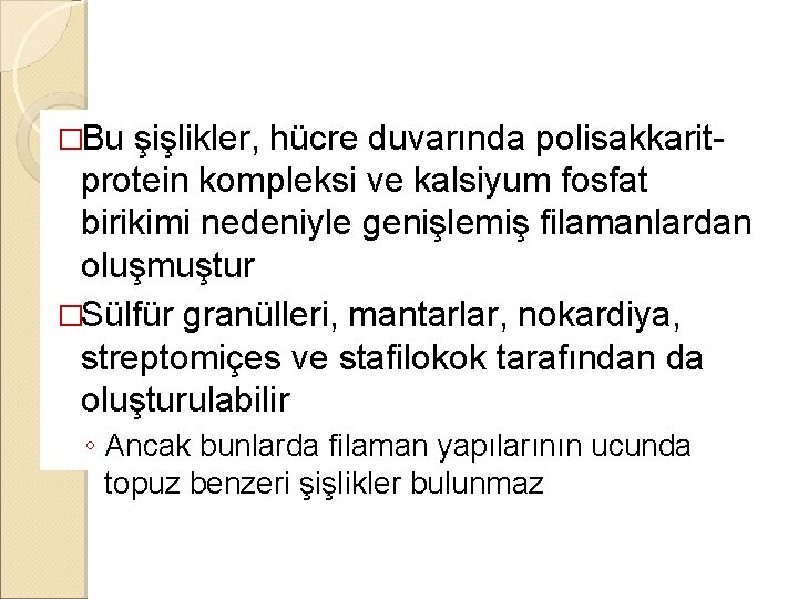 �Bu şişlikler, hücre duvarında polisakkaritprotein kompleksi ve kalsiyum fosfat birikimi nedeniyle genişlemiş filamanlardan oluşmuştur �Bu şişlikler, hücre duvarında polisakkaritprotein kompleksi ve kalsiyum fosfat birikimi nedeniyle genişlemiş filamanlardan oluşmuştur