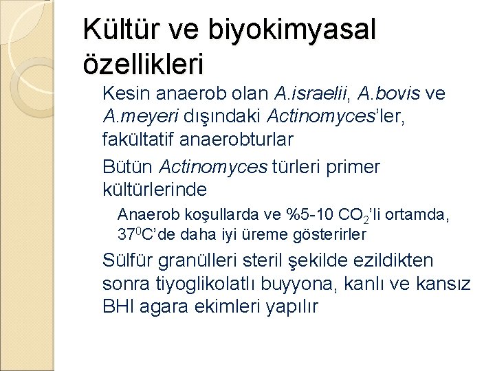 Kültür ve biyokimyasal özellikleri �Kesin anaerob olan A. israelii, A. bovis ve A. meyeri