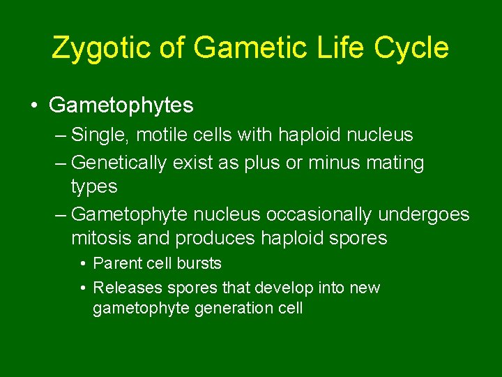 Zygotic of Gametic Life Cycle • Gametophytes – Single, motile cells with haploid nucleus