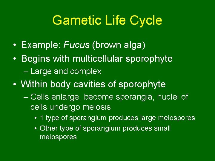 Gametic Life Cycle • Example: Fucus (brown alga) • Begins with multicellular sporophyte –