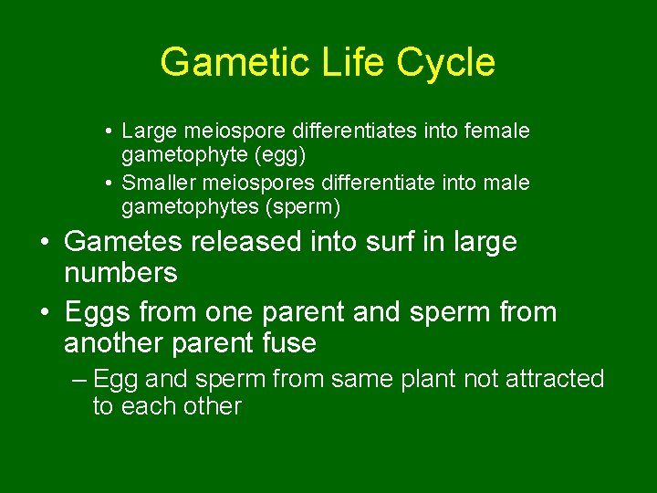 Gametic Life Cycle • Large meiospore differentiates into female gametophyte (egg) • Smaller meiospores