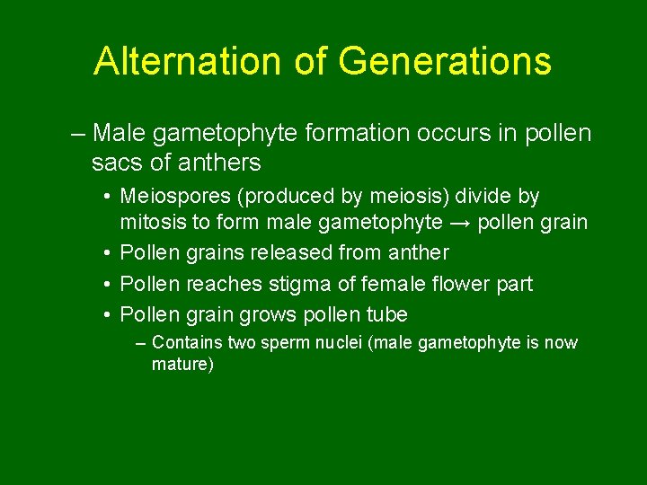 Alternation of Generations – Male gametophyte formation occurs in pollen sacs of anthers •