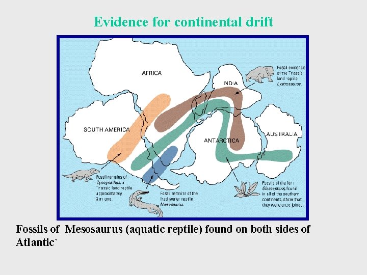 Evidence for continental drift Fossils of Mesosaurus (aquatic reptile) found on both sides of