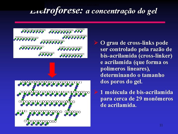 Eletroforese: a concentração do gel Ø O grau de cross-links pode ser controlado pela