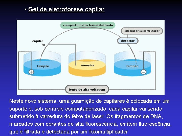  • Gel de eletroforese capilar Neste novo sistema, uma guarnição de capilares é