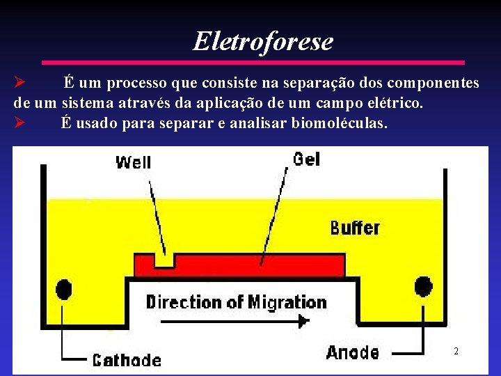 Eletroforese Ø É um processo que consiste na separação dos componentes de um sistema