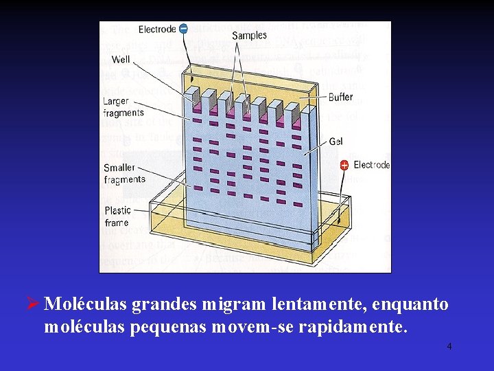 Ø Moléculas grandes migram lentamente, enquanto moléculas pequenas movem-se rapidamente. 4 