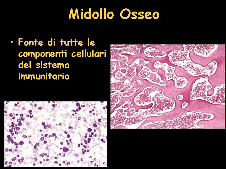 Midollo Osseo • Fonte di tutte le componenti cellulari del sistema immunitario 